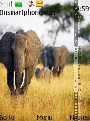 Elephants in Savanna tema screenshot