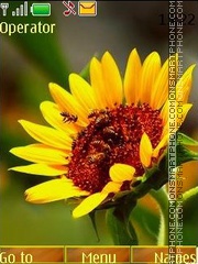 Скриншот темы Sunflowers swf