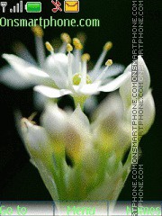 Capture d'écran White Flower thème