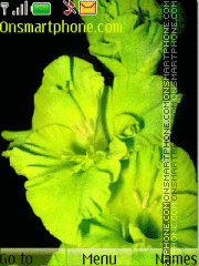 Green Flower es el tema de pantalla