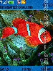 Скриншот темы Clown fish