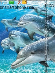 Скриншот темы Dolphins