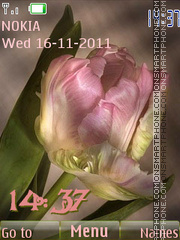 Tulips tenderness theme screenshot