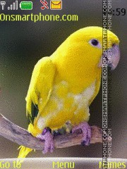 Cute Parrot es el tema de pantalla