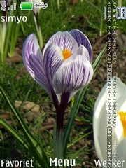Скриншот темы Spring Flowers 10WP