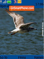 Brown Seagull theme screenshot