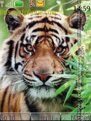 Tiger In Grass 01 theme screenshot