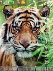 Скриншот темы Tiger In Grass 01