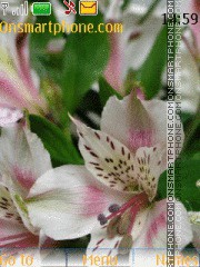 Скриншот темы Alstroemeria