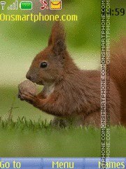 Squirrel es el tema de pantalla