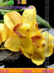 Скриншот темы Orchids of assortment