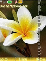 Beautiful Flowers tema screenshot