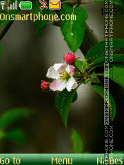 Flowerets of apple-tree tema screenshot