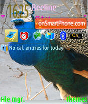 Peacock Theme-Screenshot