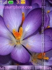 Wonderful Crocus es el tema de pantalla