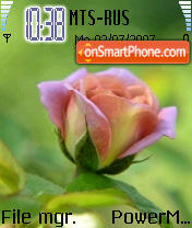 Pink Rose 01 tema screenshot