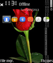 Red Rose 10 es el tema de pantalla
