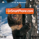 Bear 04 tema screenshot