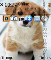 Little Dog 03 tema screenshot