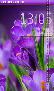 Crocus Purple Flowers tema screenshot