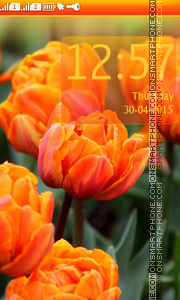 Orange Tulips tema screenshot