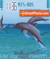 Animated Dolphins tema screenshot