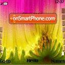 Cactus Flowers tema screenshot