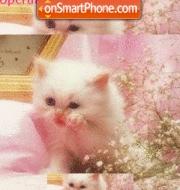 Скриншот темы Cute Kitty