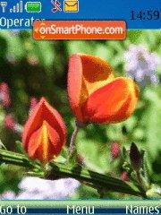 Nature Tulips tema screenshot