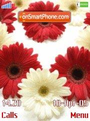 Red and White Flowers tema screenshot