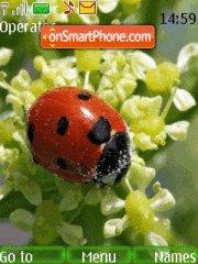 Скриншот темы Lady bug