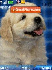 Golden Retriver tema screenshot