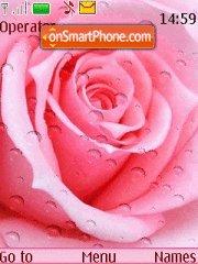 Pink Roses Drops tema screenshot