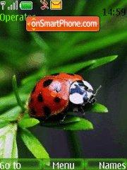 Ladybug tema screenshot