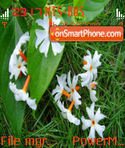 Flower 03 tema screenshot