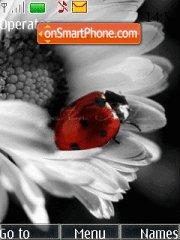 Ladybird es el tema de pantalla