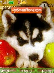 Puppy Husky tema screenshot