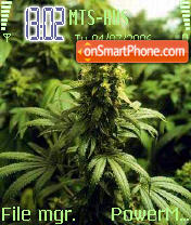 Hemp Quality es el tema de pantalla