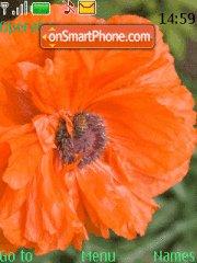 Orange Flower tema screenshot