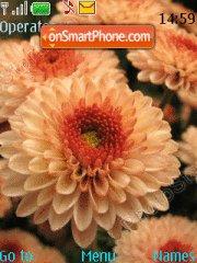 Chrysanthemum Theme-Screenshot