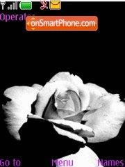 Black and White Rose tema screenshot