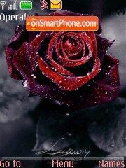 Rose in Night tema screenshot