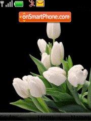 White tulips tema screenshot