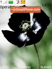 Siyah gelincik Black Poppies tema screenshot