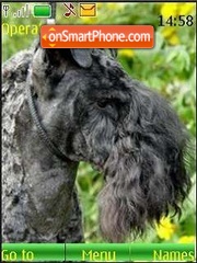 Kerry blue terrier es el tema de pantalla