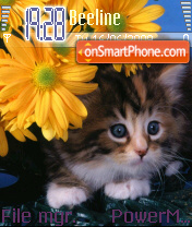 Cute Kitten es el tema de pantalla