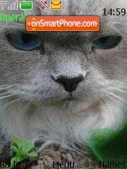 Beautiful Cat tema screenshot