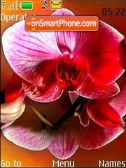 Pink orchid tema screenshot