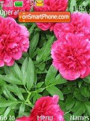 Peonies tema screenshot