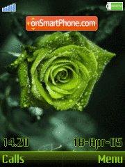 Green Rose es el tema de pantalla